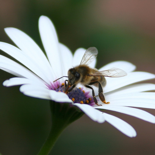 The Genetics of Bee-havior